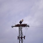 2018-03 Extremadura-0771.JPG