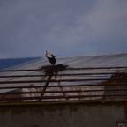 2018-03 Extremadura-0772.JPG