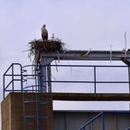 2018-03 Extremadura-0778.JPG