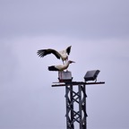 2018-03 Extremadura-0899.JPG