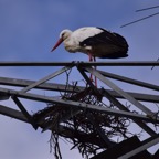 2018-03 Extremadura-0916.JPG