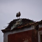 2018-03 Extremadura-1029.JPG