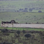 2018-03 Extremadura-1051.JPG