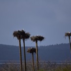 2018-03 Extremadura-1183.JPG