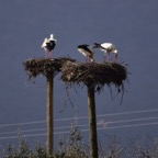 2018-03 Extremadura-1184.JPG