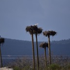 2018-03 Extremadura-1187.JPG