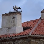 2018-03 Extremadura-1346.JPG