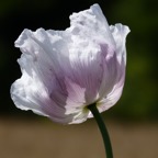 Germerode Mohn 2014-07-003.JPG