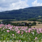 Germerode Mohn 2014-07-074.JPG