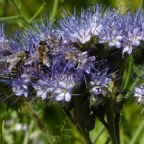 Germerode Mohn 2014-07-118.JPG