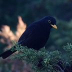 Amsel 2019-12.jpg