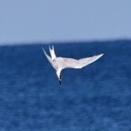 Brandseeschwalbe 1 2017-01.jpg