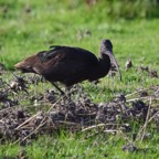 Brauner Sichler 2019-12.jpg