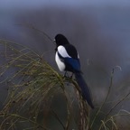 Elster 1 2018-03.jpg