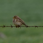 Grauammer 1 2018-03.jpg