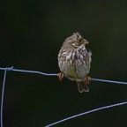 Grauammer 2 2018-03.jpg