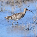 Gro&szlig;er Brachvogel 2 2016-01.jpg