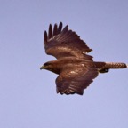 Habichtsadler 2 2018-03.jpg