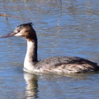 Haubentaucher 2 2016-01.jpg