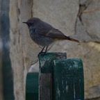 Hausrotschwanz 2019-12.jpg