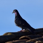 Haustaube 2019-12.jpg