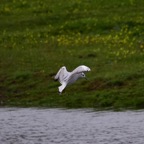 Lachmöve 1 2018-03.jpg