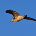 Mittelmeermöve 3 2016-12.jpg