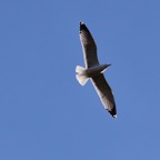 Mittelmeermöve 5 2017-01.jpg