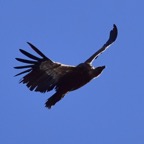 Mönchsgeier 3 2019-03.JPG