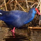 Pupurhuhn 1 2019-12.jpg