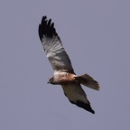 Rohrweihe m 1 2018-03.jpg