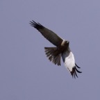 Rohrweihe m 2 2018-03.jpg.JPG