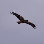 Rotmilan 2018-03.jpg