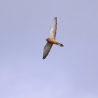 Rötelfalke 2 2018-03.jpg