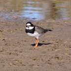 Sandregenpfeifer 2019-12.jpg