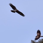 Schlagenadler Habichtsadler 2018-03.jpg