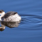 Schwarzhalstaucher 2019-12.jpg