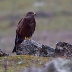 Schwarzmilan 2018-03.jpg