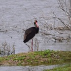 Schwarzstorch 1 2018-03.jpg