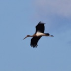 Schwarzstorch 2 2019-12.jpg