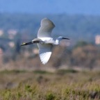 Seidenreiher 1 2019-12.jpg