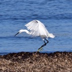 Seidenreiher 5 2016-12.jpg