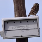 Steinkauz 2 2018-03.JPG