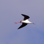 Stelzenläufer 1 2018-03.jpg