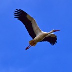 Storch 1 2018-03.JPG