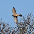 Turmfalke 2 2019-12.jpg