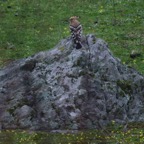 Wiedehopf 2018-03.jpg