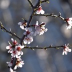 Mallorca 2015-03-278.JPG