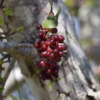 Mallorca 2015-03-316.JPG