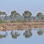 Mallorca 2015-03-344.JPG